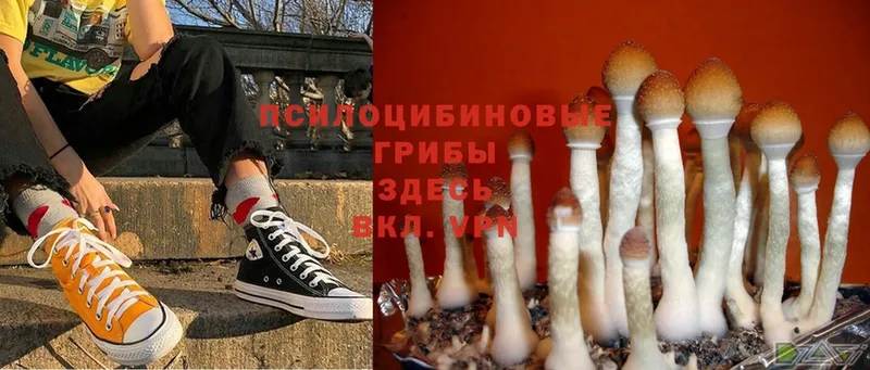 Псилоцибиновые грибы Psilocybe  OMG ССЫЛКА  Апшеронск 